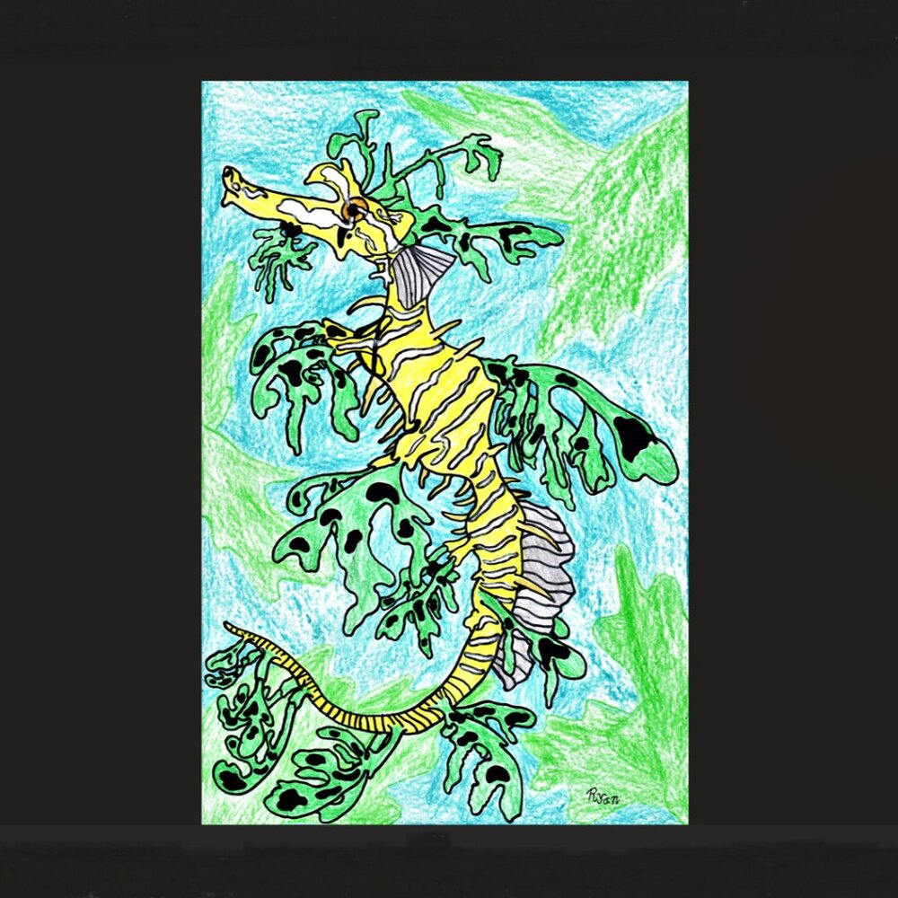 Original 11 x 17 Art   WEEDY SEADRAGON